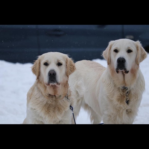 Please Read description🐾💙💚 - Picture 3 of 13